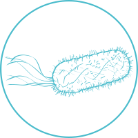 Escherichia coli