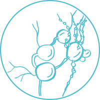 Lymphoma