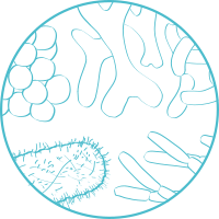 Illustration of various bacterial species.