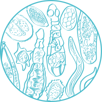Other parasites
