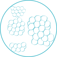 Staphylocoque